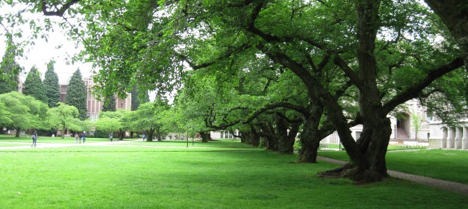 [5月西雅图]春天的华盛顿大学(University of Washington)