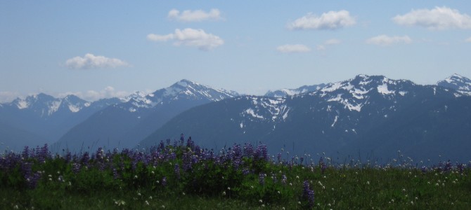 [August in Seattle] Hurricane Ridge, Olympic National Park