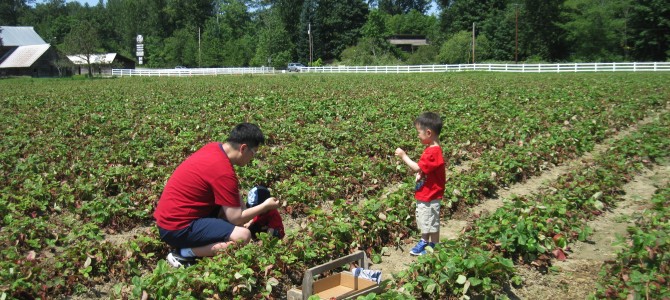 [7月西雅图]“任你摘(Upick)”草莓农场 –  Remlinger农场