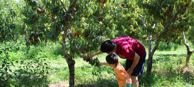 [August in Seattle] Peach/Nectarine Farm – Stutzman Ranch