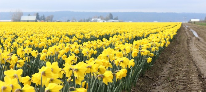 [3월 시애틀] 노란 나팔 수선화 밭(Dutch Master Daffodil Fields)