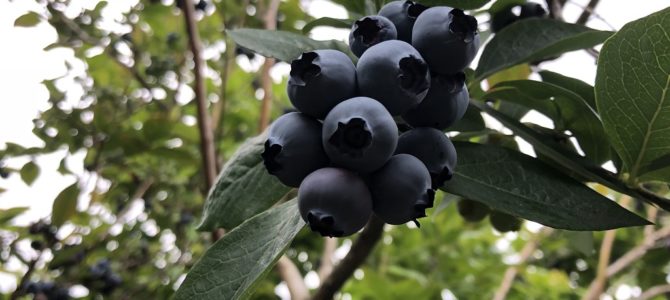 [July in Seattle] Upick Blueberry Farm – Bryant Blueberry Farm
