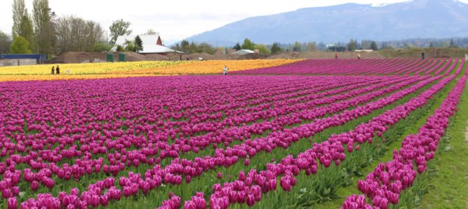 [4월/5월 시애틀] 스캐짓 밸리 튤립 페스티벌(Skagit Valley Tulip Festival) 루젠가드(Roozengaarde)