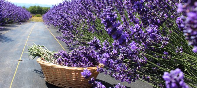 [July in Seattle] Sequim Lavender Farms