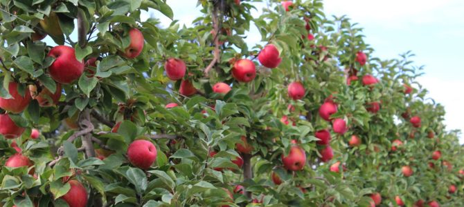 [September in Seattle] Upick Apple Orchard – Bellewood Acres