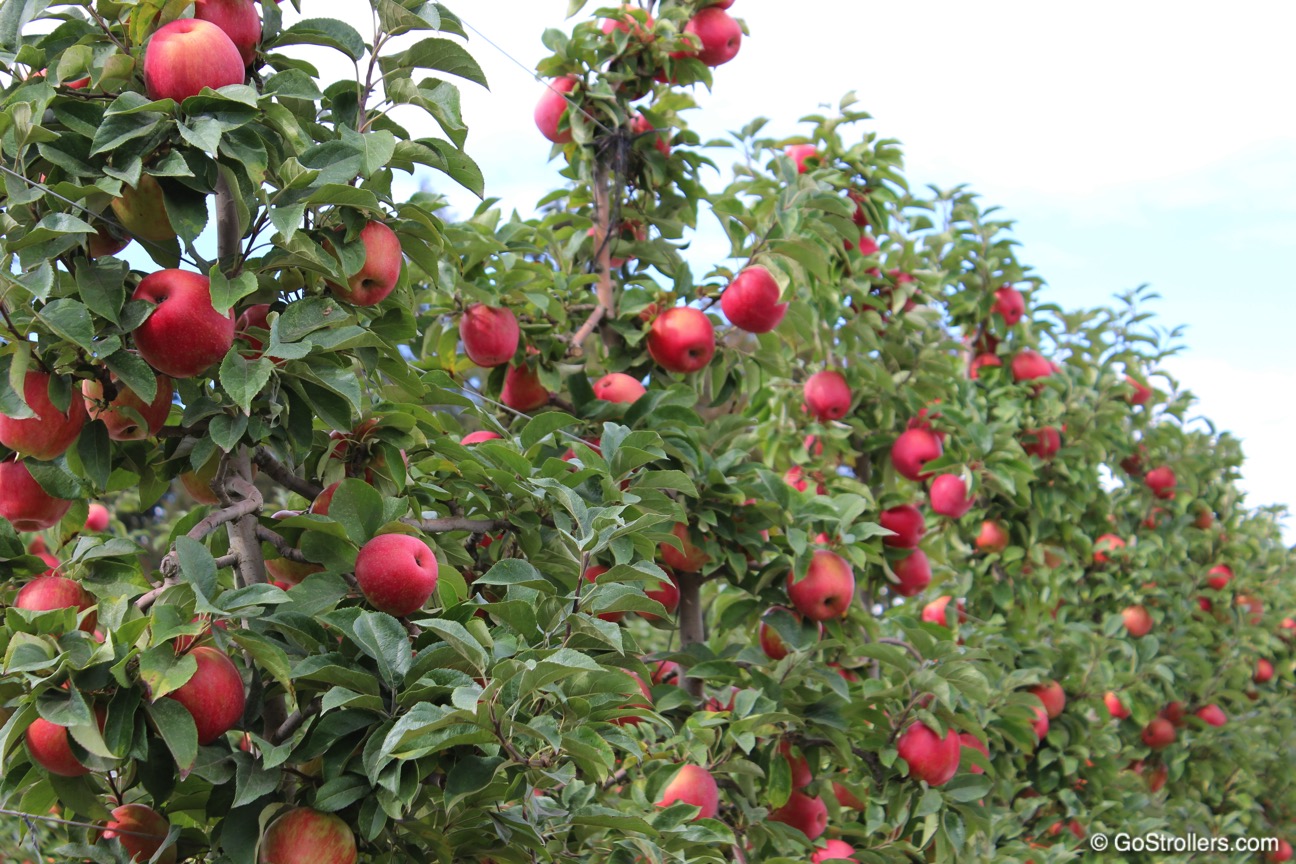 [September in Seattle] Upick Apple Orchard - Bellewood Acres - Go ...