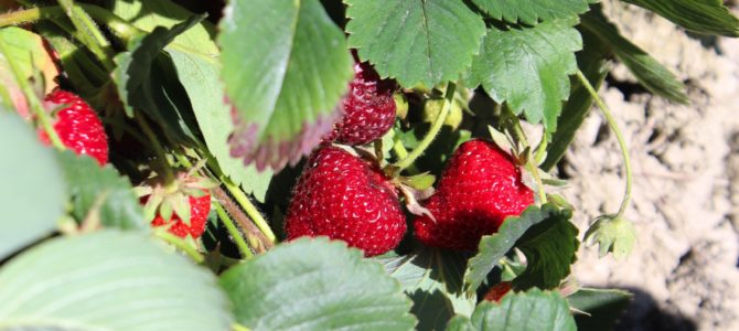 [6月/7月西雅图] “任你摘(Upick)”草莓农场 –  Biringer农场