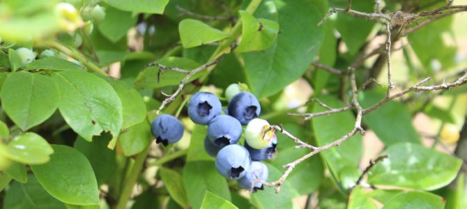[July in Seattle] Upick Blueberry Farm – Larsen Lake Blueberry Farm