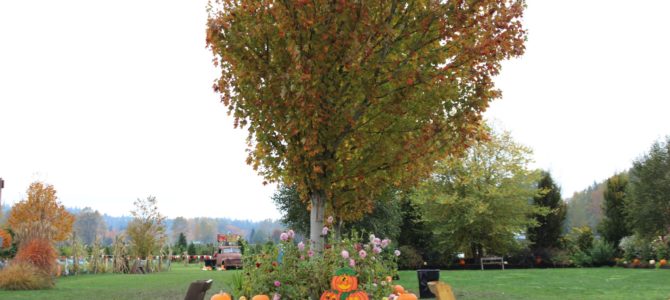 [October in Seattle] Pumpkin Farms – Stocker Farms and Bob’s Corn & Pumpkin Farm