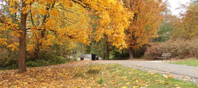 [October in Seattle] Fall in Washington Park Arboretum