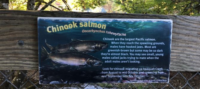 [10월 시애틀] 이사콰 연어 부화장(Issaquah Salmon Hatchery) 및 세다 강 연어 여행 프로그램(Cedar River Salmon Journey) – 랜즈버그 공원 및 댐(Landsburg Park and Dam)